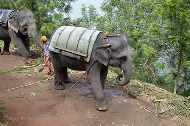 Mattupatty Dam, Elephant Ride_DSC5874_H600